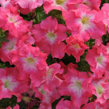 Petunia 'Coral Morn' 