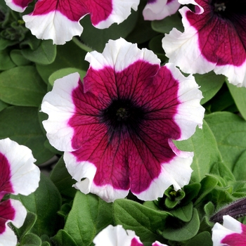 Petunia 'Burgundy Picotee' 