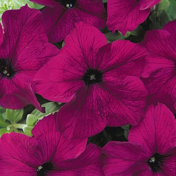 Petunia 'Burgundy' 