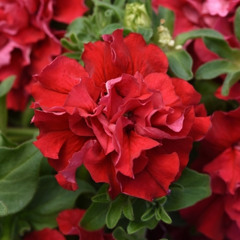 Petunia 'Double Cascade Valentine' 