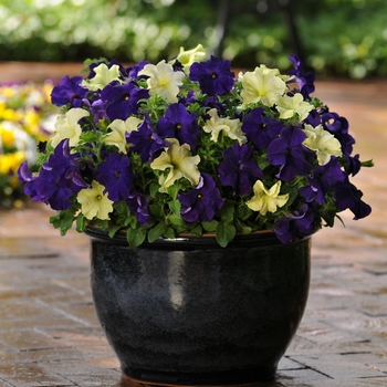 Petunia Fusables® 'Blueberry Lime Jam'