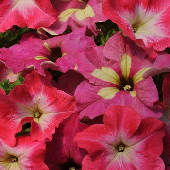 Petunia 'Lime Coral' 