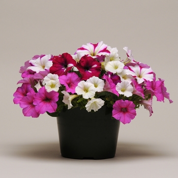 Petunia Fusables® 'Ooh La La'