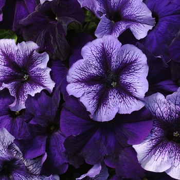 Petunia 'Pleasantly Blue' 