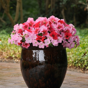 Petunia 'Strawberry Wine' 