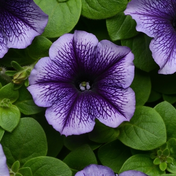 Petunia 'Carpet Blue Lace' 