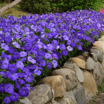 Petunia 'Carpet True Blue' 