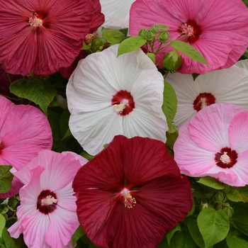 Hibiscus moscheutos 'Mix' 