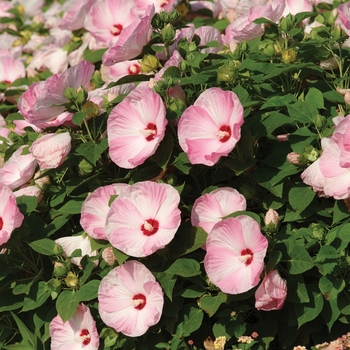 Hibiscus moscheutos 'Pink Swirl' 