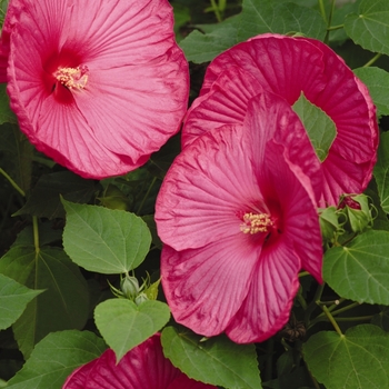 Hibiscus moscheutos 'Rose' 