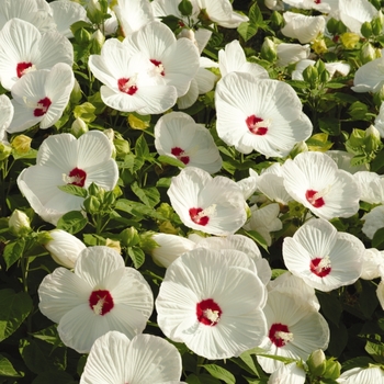 Hibiscus moscheutos 'White' 