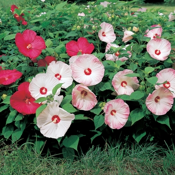 Hibiscus moscheutos 'Disco Belle Mix' 