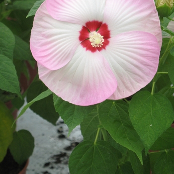 Hibiscus moscheutos 'Disco Belle Pink' 