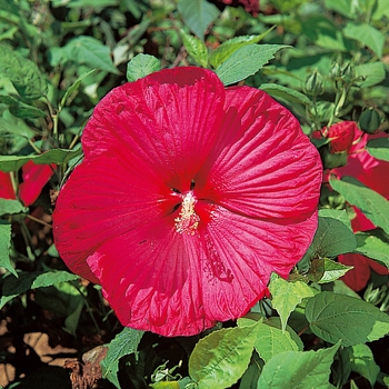 Hibiscus moscheutos 'Disco Belle Rosy' 