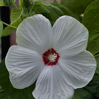 Hibiscus moscheutos 'Disco Belle White' 