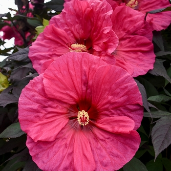 Hibiscus 'Evening Rose' USPPAF, Can PBRAF