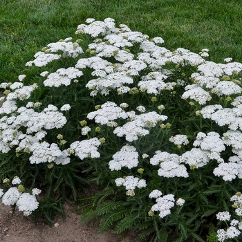 Achillea 'Firefly Diamond'