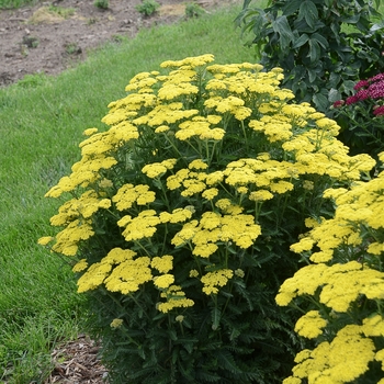 Achillea 'Firefly Sunshine'