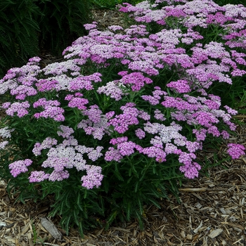 Achillea 'Firefly Amethyst'