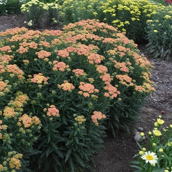 Achillea 'Firefly Peach Sky'