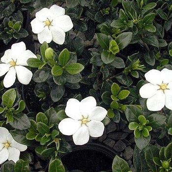 Gardenia jasminoides 'Daisy' 