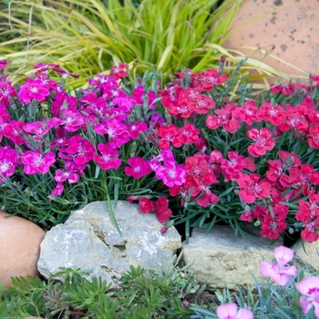 Dianthus 'Dark Red+Star' PP27905