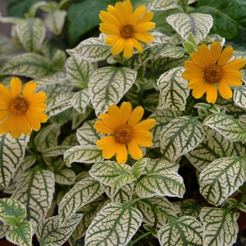 Heliopsis helianthoides var. scabra 'Sunburst'