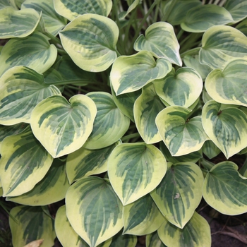 Hosta 'Cameo' 