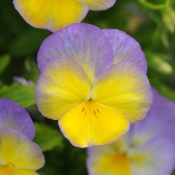 Viola cornuta Halo 'Lemon Frost'