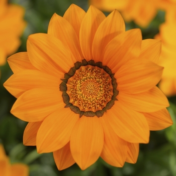 Gazania rigens Big Kiss™ 'Orange'