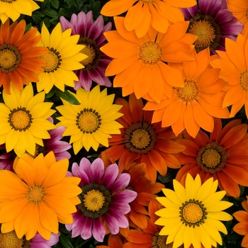 Gazania rigens New Day® 'Bright Mix'