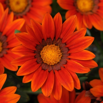 Gazania rigens 'Bronze Shades' 