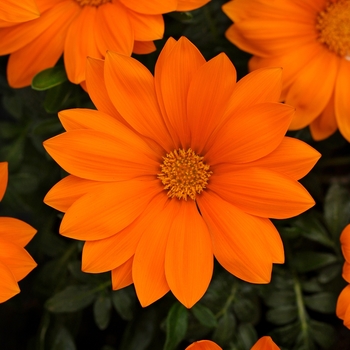 Gazania rigens 'Clear Orange' 