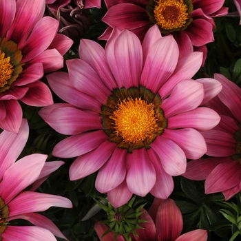 Gazania rigens 'Pink' 