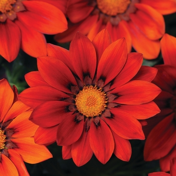 Gazania rigens 'Red Shades' 