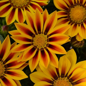 Gazania rigens 'Red Stripe' 