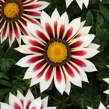 Gazania rigens 'Rose Stripe' 