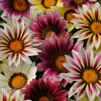 Gazania rigens 'Strawberry Shortcake Mix' 