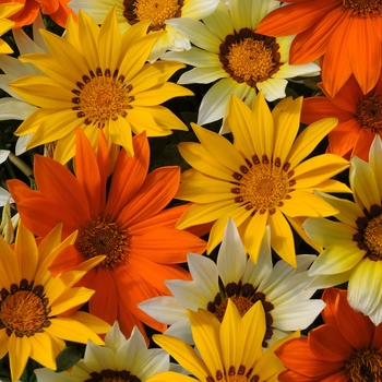 Gazania rigens New Day® 'Sunny Side Up Mix'