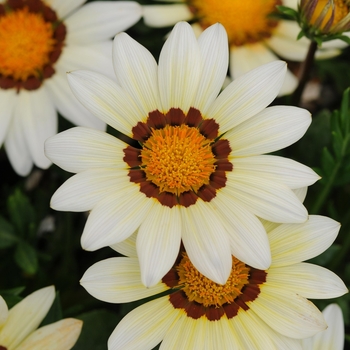 Gazania rigens 'White' 