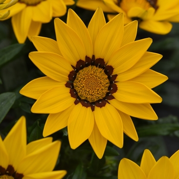 Gazania rigens 'Yellow' 