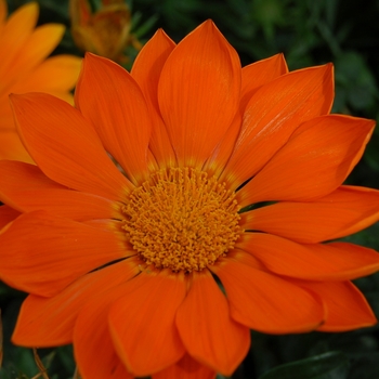 Gazania rigens 'Orange' 