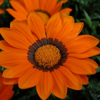 Gazania rigens 'Orange Ring' 