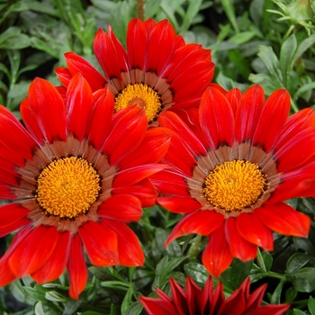 Gazania rigens 'Red Ring' 