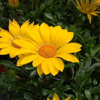 Gazania rigens 'Yellow' 