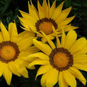 Gazania rigens 'Yellow Ring' 