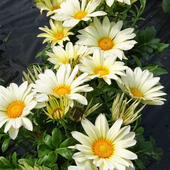 Gazania rigens 'Vanilla' 