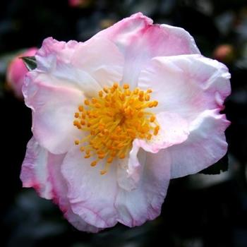 Camellia sasanqua 'Daydream' 