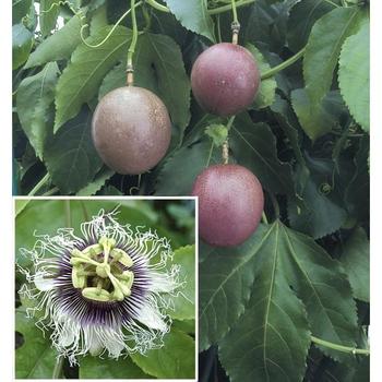 Passiflora edulis 'Possum Purple' 