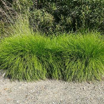 Lomandra confertifolia 'Little Con' 